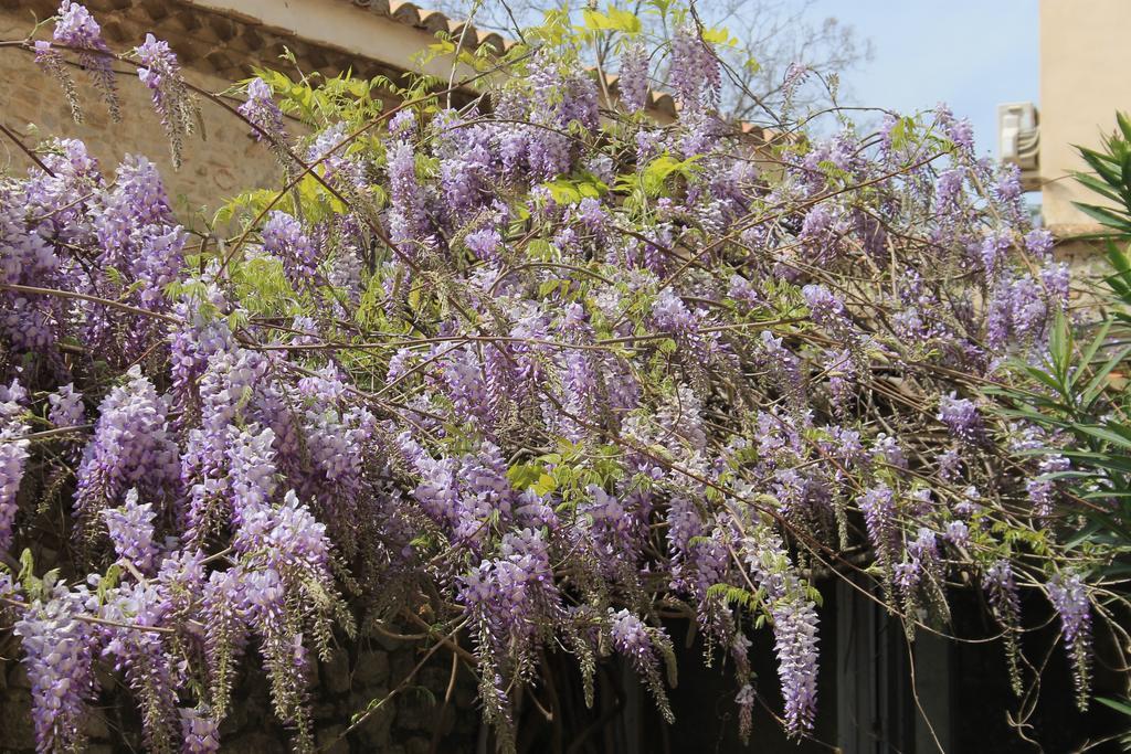 La Rose Bed & Breakfast Saint-Gervasy Bagian luar foto